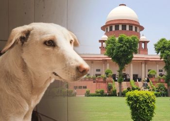 आवारा कुत्तों पर क्या पलट जाएगा सुप्रीम कोर्ट का फैसला, क्या डॉग लवर्स को मिलेगी राहत?
