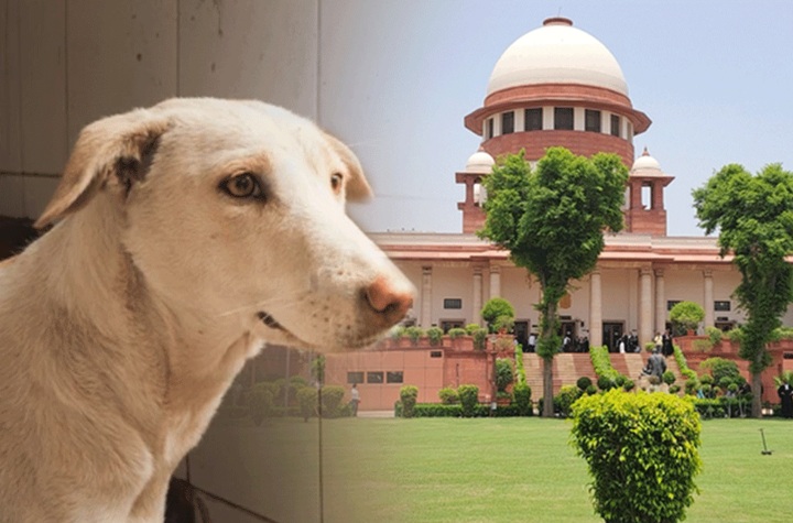 आवारा कुत्तों पर क्या पलट जाएगा सुप्रीम कोर्ट का फैसला, क्या डॉग लवर्स को मिलेगी राहत?