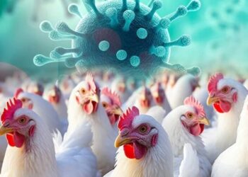 पटना जू में बर्ड्स की 24 घंटे मॉनिटरिंग, होली में चिकेन खाना सेफ या खतरनाक?