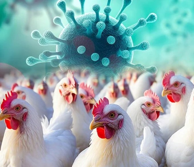 पटना जू में बर्ड्स की 24 घंटे मॉनिटरिंग, होली में चिकेन खाना सेफ या खतरनाक?