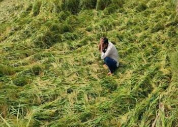 बिहार में बिलख रहे किसान, बेमौसम बारिश से 30 फीसदी फसल बर्बाद