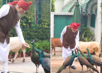 मोर को दाना और गाय को चारा….