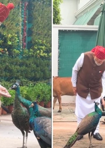 मोर को दाना और गाय को चारा….