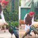 मोर को दाना और गाय को चारा….